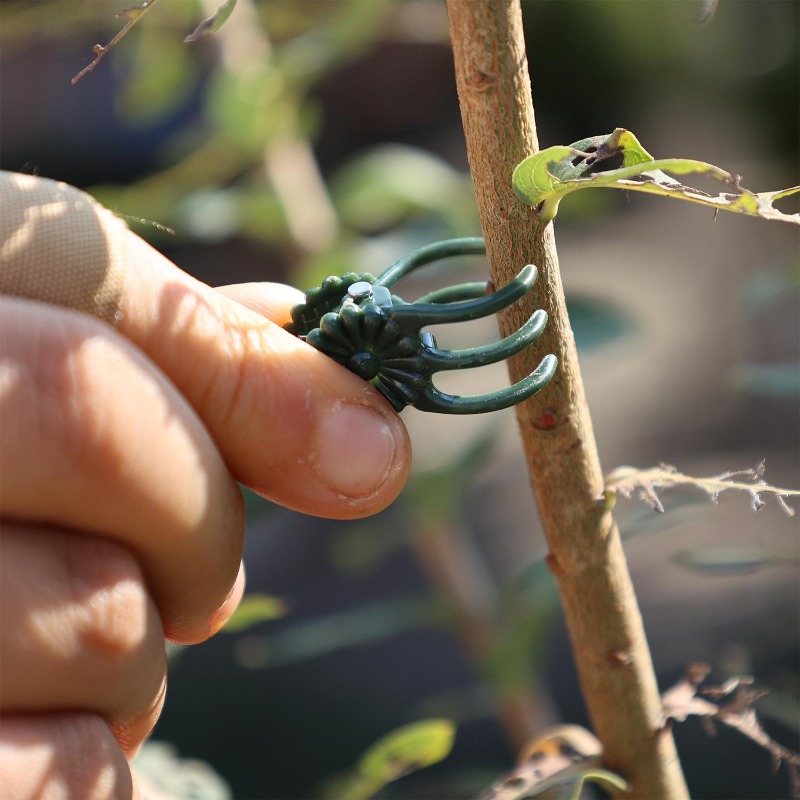 Wholesale Mini Plant Support C - Gardening Tools Store ulasan dan harga